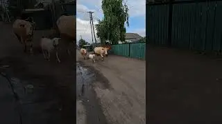 у нас всегда домашнее молочко