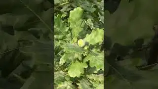 Такого я ещё не видел! В Красноярске растут дубы🌳🌳🌲🌲🌴🌴#природа #парки #путешествия #shorts