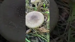 Приехали искупаться на озёро, а нашли мухоморы 🍄