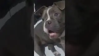 Amiricam Bully visitar o bambam e cora os cachorros da minha tia