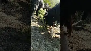 keçileri gökçe ile doyurmak 