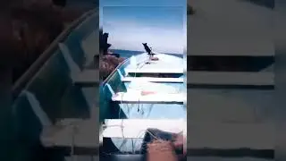 Моська и морские львы. #shorts