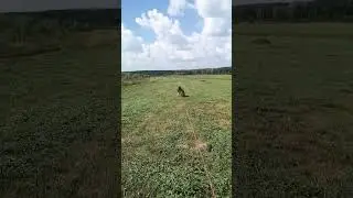 Цібет і буслы