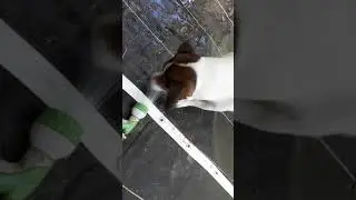 Quand mon chien aime trop l'eau 😊😊