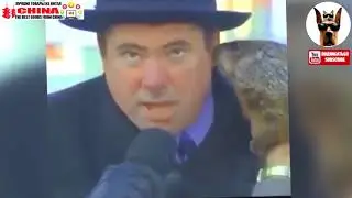 смешные животные