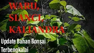 Update Grounding Bahan Bonsai Waru, Sulimaraja & Sianci