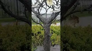 Дерево любви#short