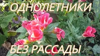Beautiful Unpretentious Flowers from seeds WITHOUT SEEDLINGS 1.