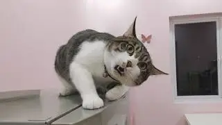 Try Not To Laugh 😂 Funny Cat Videos 🤣