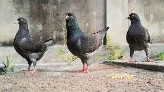 King Pigeon - Modena