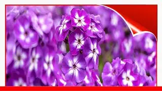 15 Best Zone 8 Plants To Put In Your Garden 🛋️