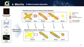 MitoVis: A Unified Visual Analytics System for End-to-End Neuronal Mitochondria Analysis | VIS 2023