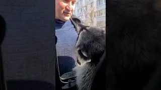 ну всё гон начался и енот не пускает меня в машину енот витя 