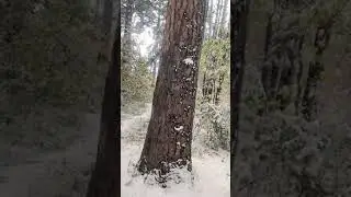 Алғашқы қар🌨Ақмола об.Макинск қаласы.Первый снег🌨