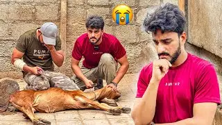 BASANTI KO ZIBAH KARDIA? 😭| MY BABY COW