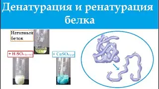 Биохимия. Денатурация и ренатурация белка. Строение белка.