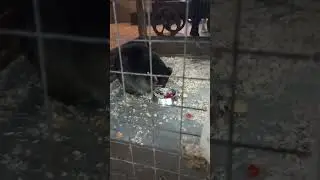 пэдро