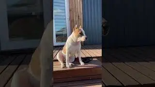 Амстаффы - злые? #shortvideo #собака #staff #pitbull #стаффорд #стаффордширскийтерьер #amstaff #pet