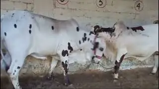 new arrivals at our farm😍 | Al Rehman Cattle Farm ❤️