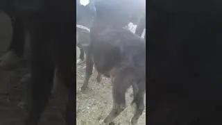 молбозори чилгази