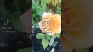 Neden tanrim aldi seni,neden tenha qoydu meni.Coxmu gurdu bu sevgimi indi qelbim caglar sensiz.