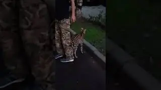 #большаякошка#милота
