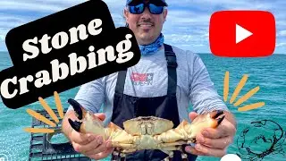Catching Stone Crab