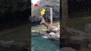 #tiger