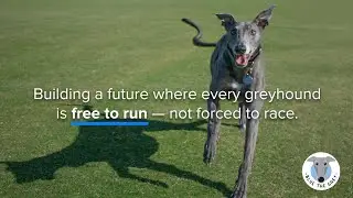 Blue the Grey: Building a world where every greyhound is free.