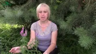Сажаем ВЕРОНИКУ: цветок для миксбордера - 7 дач
