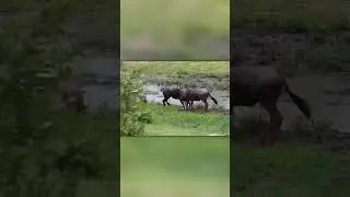 Baby Wildebeest Runs Into Male's Sharp Horns