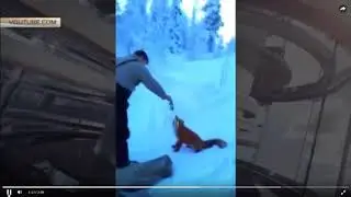 Прикол рыбаки на Алтае сняли, как наглая лиса крадет их улов