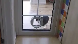 Cat tries cat flap for the first time