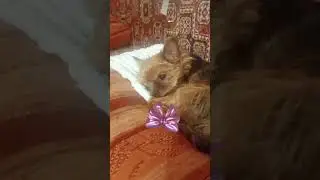 Помощнички😃
