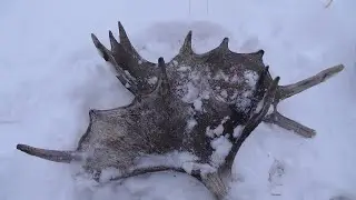 Зимний учёт животных. Учёт сибирской косули. Перепись копытных.
