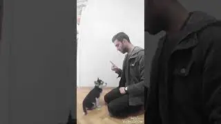 Köpeğinize yemek ile nasıl eğitim verilir (How to educate your dog with food)