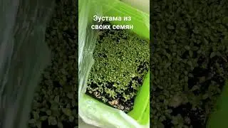 выращивание эустомы из своих семян 