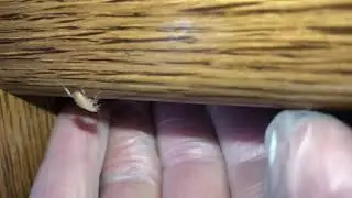 German Cockroach that recently molted Top Gun Pest Control