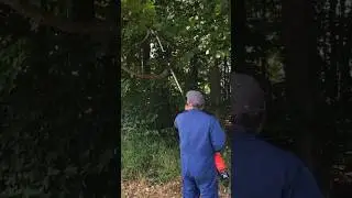 Cordless Milwaukee Pole Saw in Action