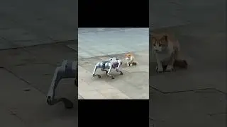 Robot Scares Dog, But Cat Stays Cool 