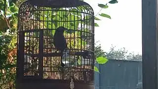 hoa Mi SS tập đi gió lần đầu