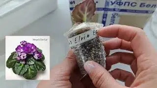 Распаковка посылки с фиалками от канала Фиалки у Алисы