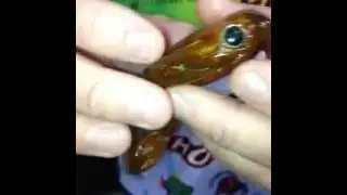 Kevin Stewart for Damiki Air Frog & Rambler @ ICAST 2013 - 2013-07-12