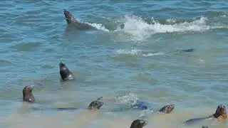 Hundreds of Sea Lions Take Over Popular Monterey Beach in a Wild Scene!