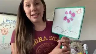 Bugs and Bloom - Lifecycle of a Plant