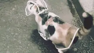 Кот, которому не страшен дождь