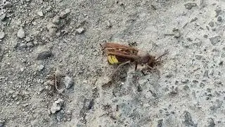 ants