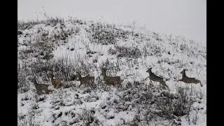 KILLED A ROE DEER FROM AN APPROACH AT 40 METERS WORKING HUNTING
