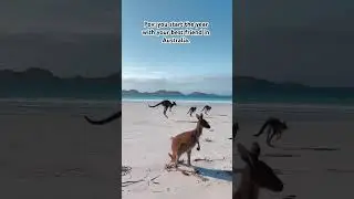 🦘🦘 #australia