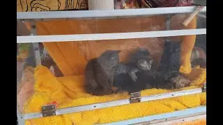 Птичий рынок в Киеве/Купить щенка, котёнка, рыбок.../Zoomarkt Kiew